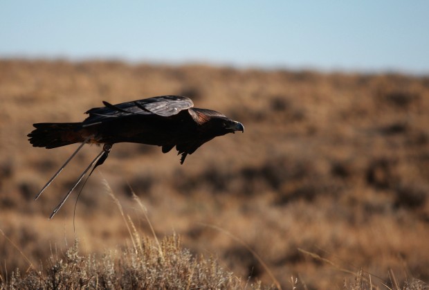 Falconry